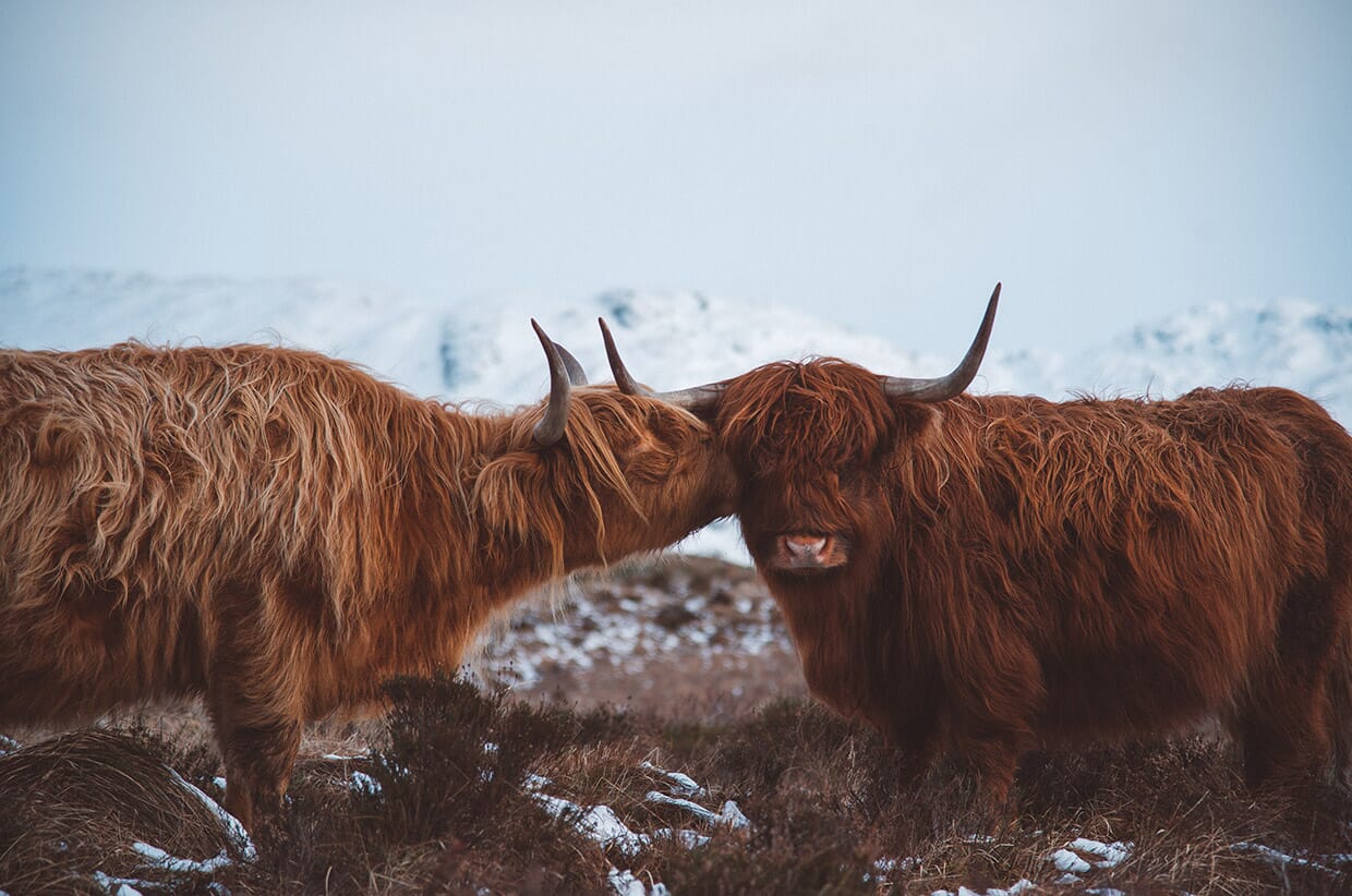 Highland Inspiration